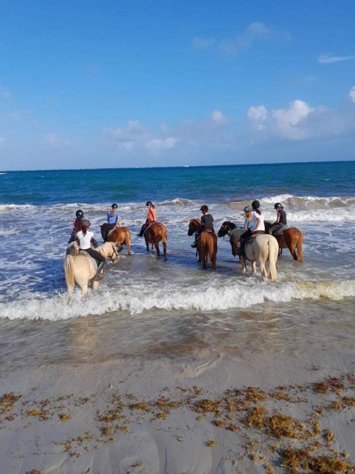 Balade à cheval avec baignade Vauclin