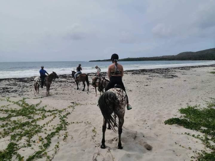 Randonnée cheval bord de mer Vauclin