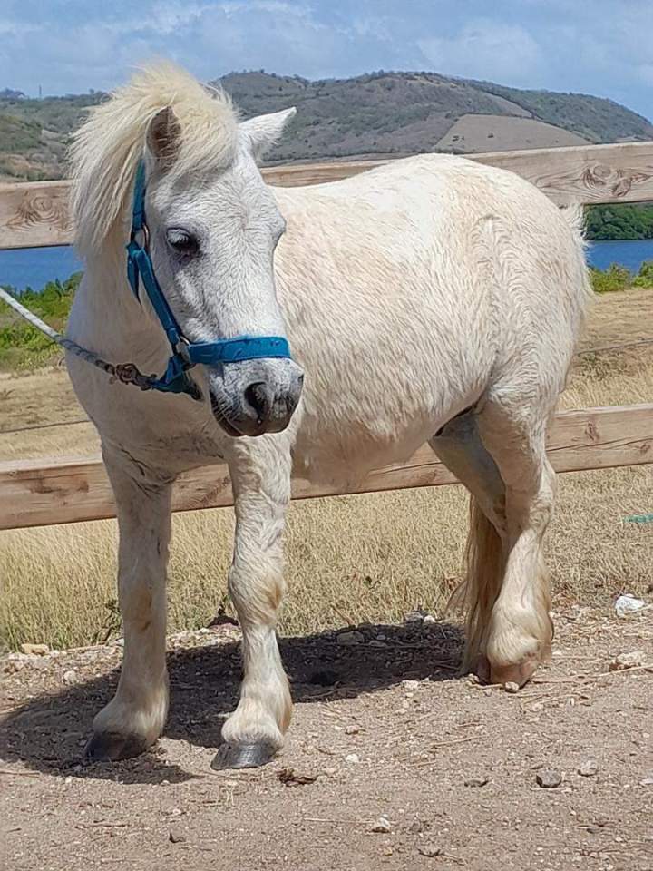 Expérience poney Vauclin