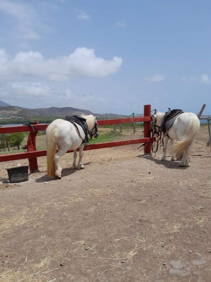 Poney Le Vauclin