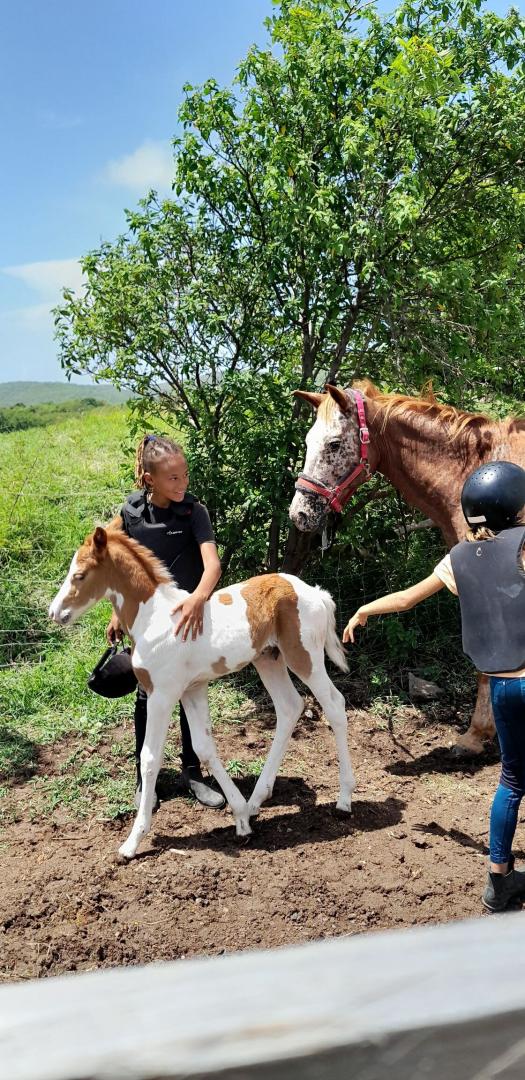 Comment choisir le cours d'équitation adapté à son niveau et à ses objectifs ? Le Vauclin